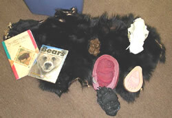 display of black bear trunk items