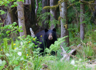 black bear standing in woods between two trees looking at the camera